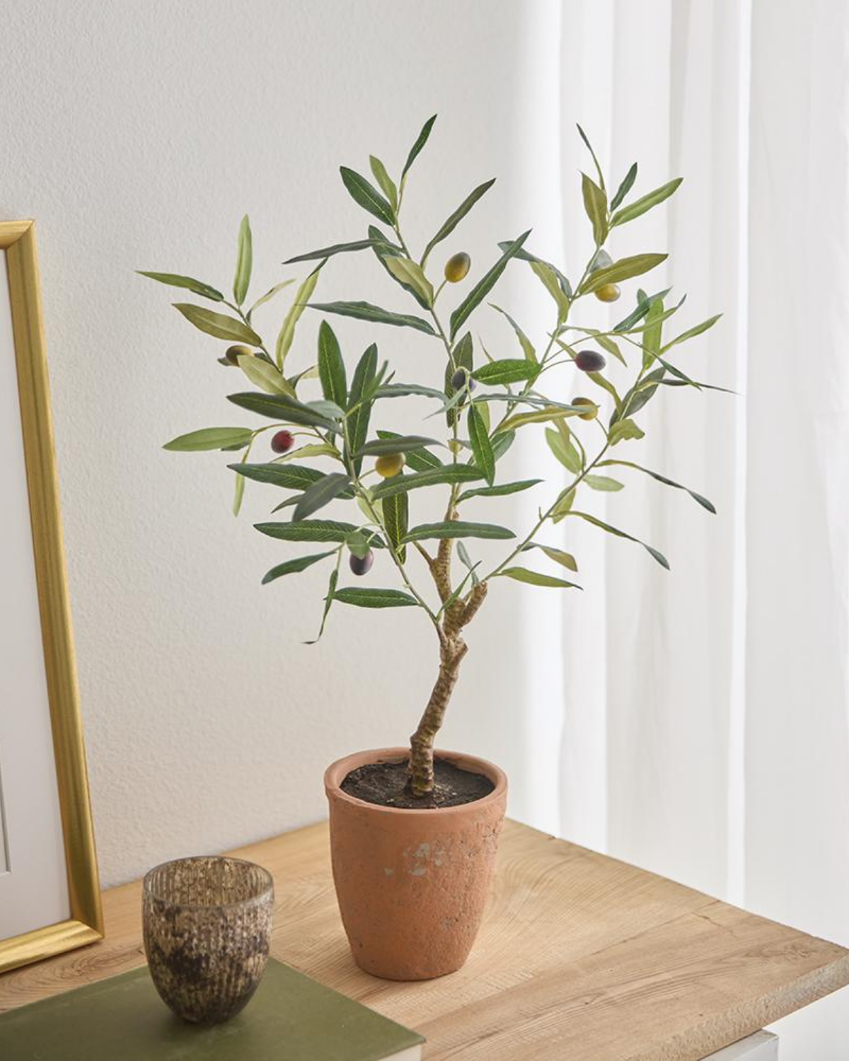 26" Olive Tree in Pot