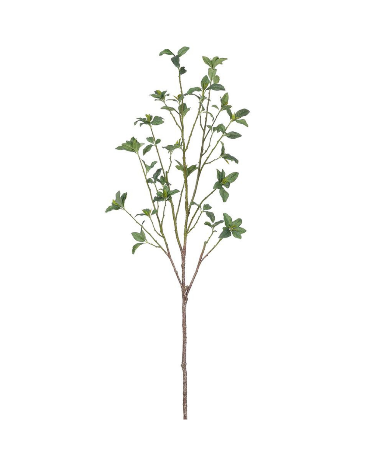 44" Black Olive Spray