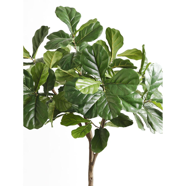 7' Fiddle Leaf Tree in Cement Planter