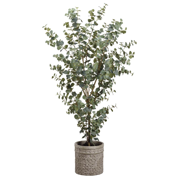 5' Eucalyptus in Cement Planter