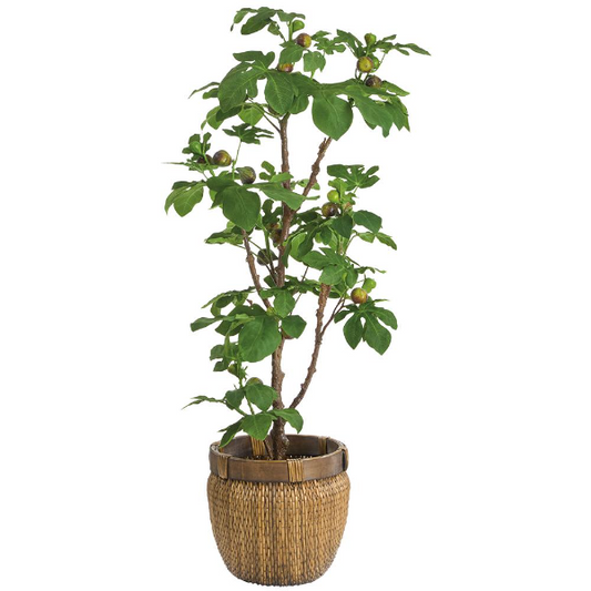 64" Fig Tree in Basket