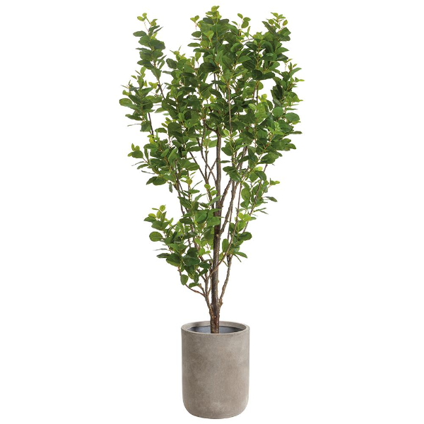 85" Microcarpa Tree in Cement Planter