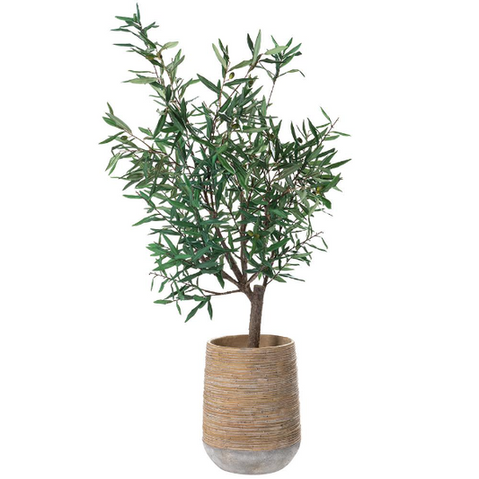 52" Olive Tree in Cement Planter