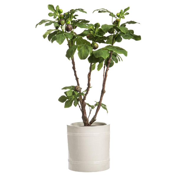 46" Fig Tree in Pot