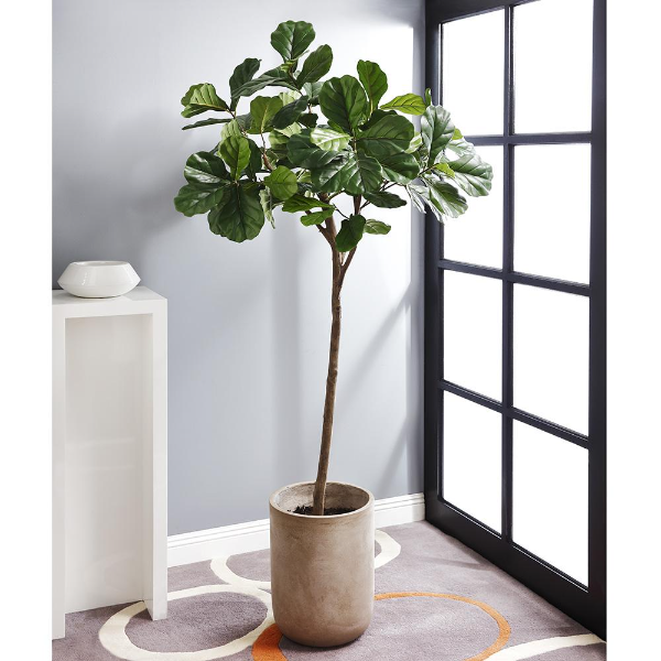 7' Fiddle Leaf Tree in Cement Planter