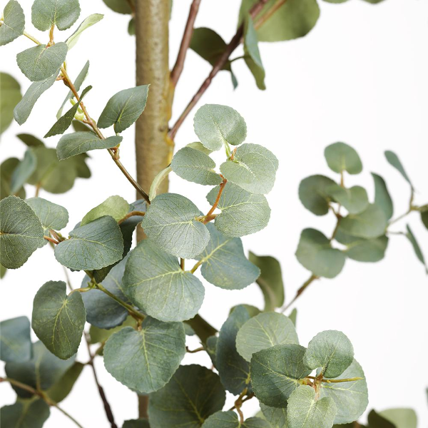 5' Eucalyptus in Cement Planter