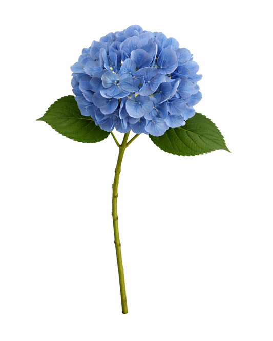 Blue Hydrangea Stem