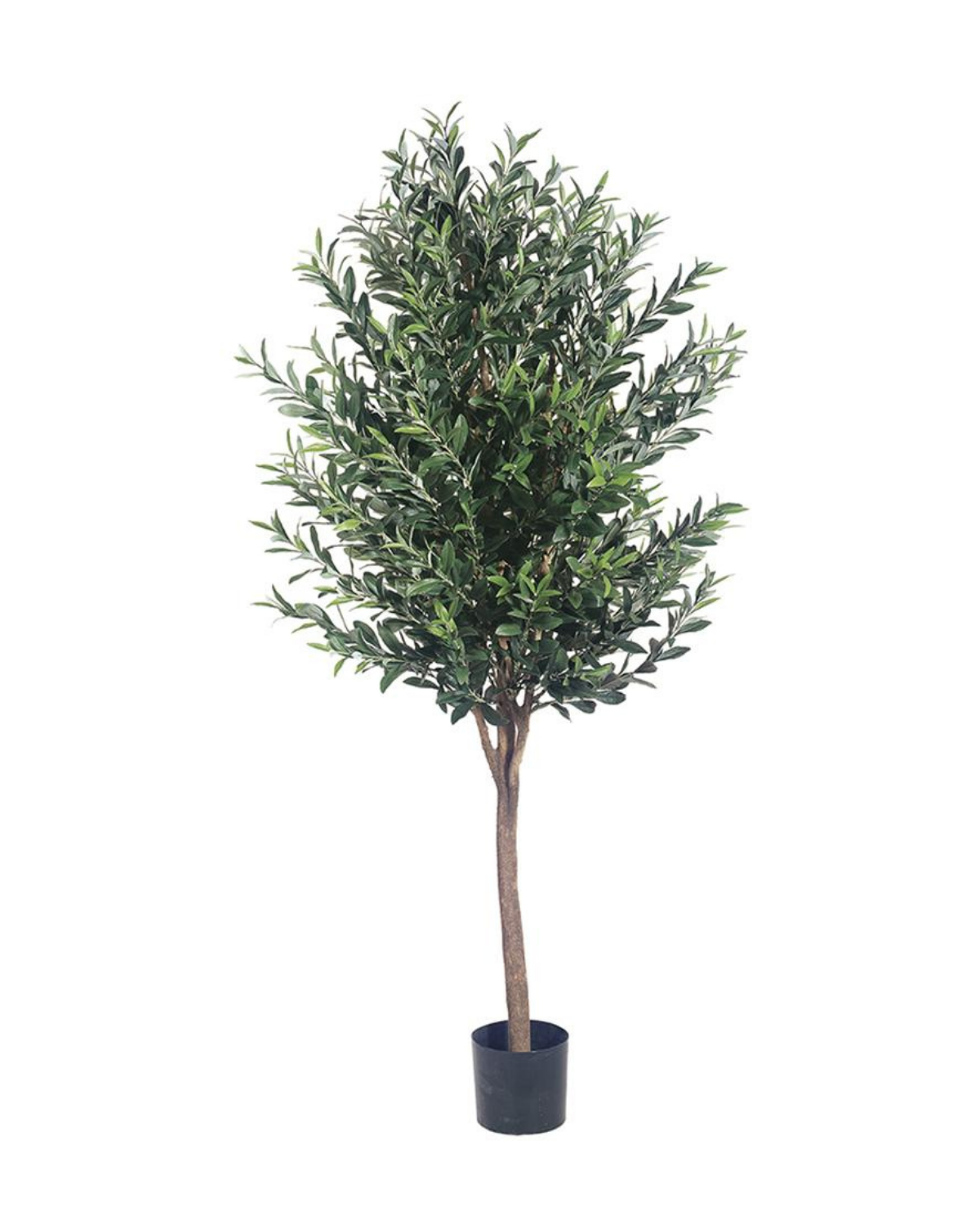 5' Olive Tree