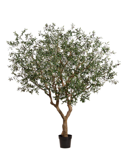 98" Olive Tree