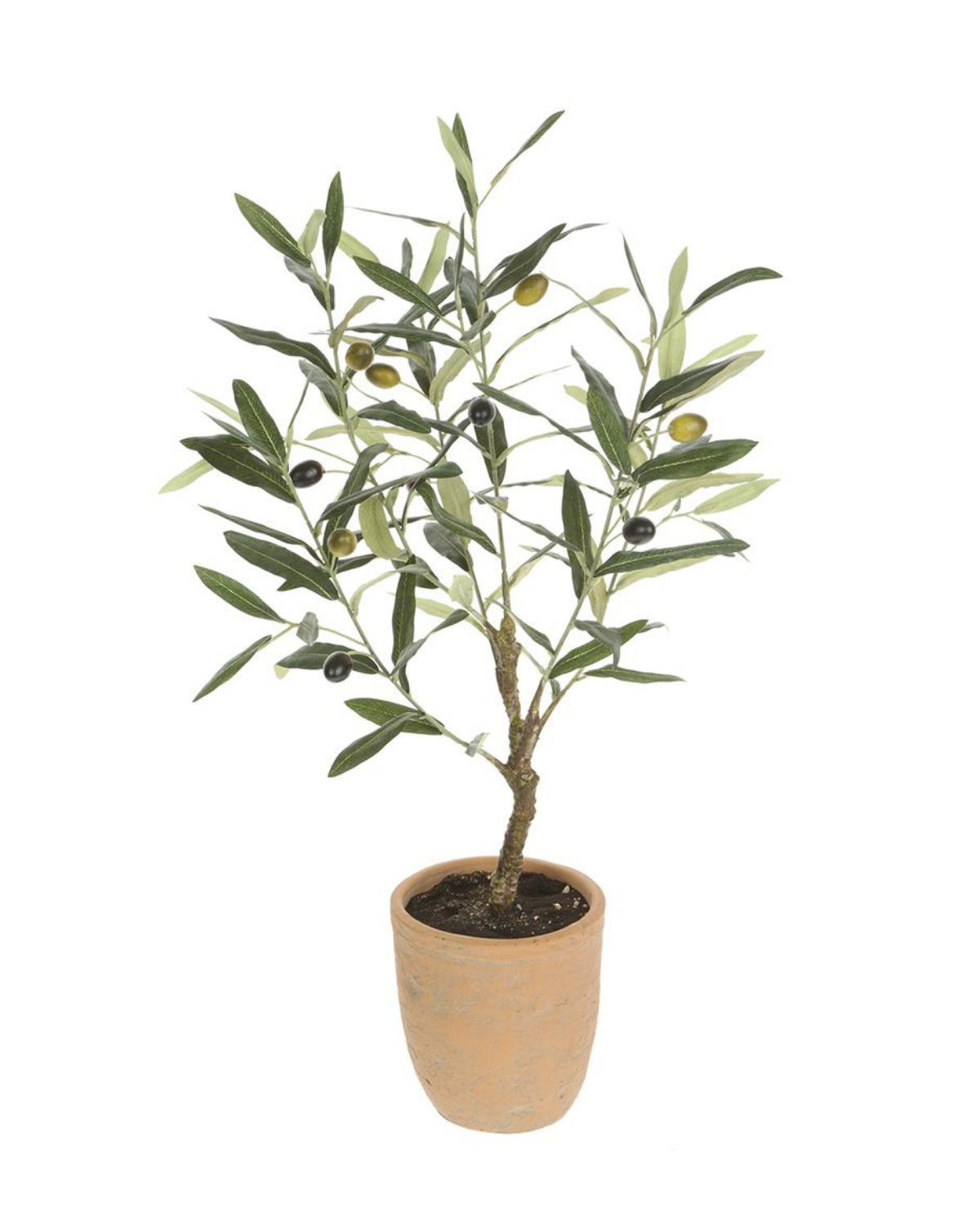 26" Olive Tree in Pot