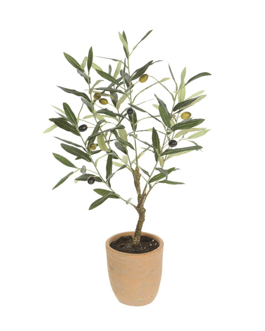 26" Olive Tree in Pot