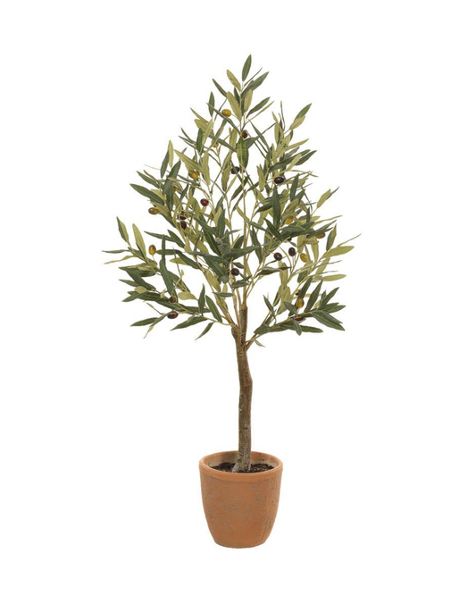 41" Olive Tree in Pot