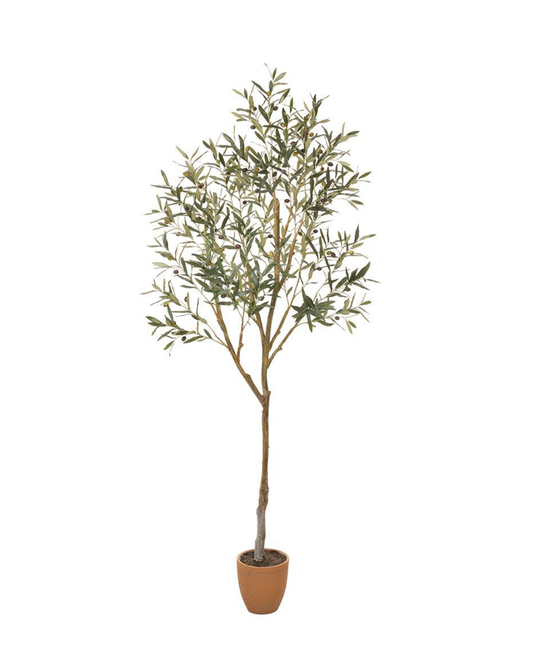84" Olive Tree in Pot
