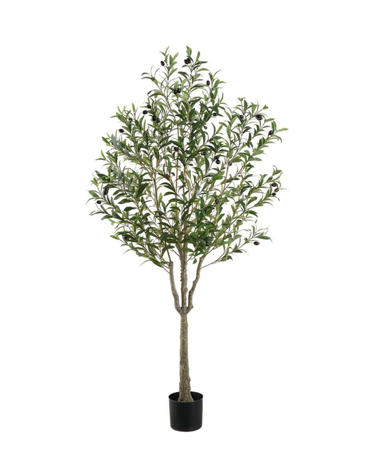 63" Olive Tree in Pot