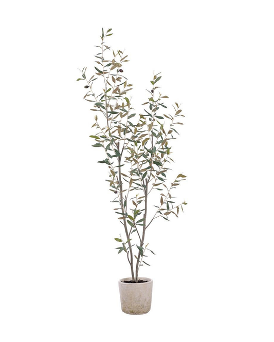 65" Olive Tree in Clay Pot