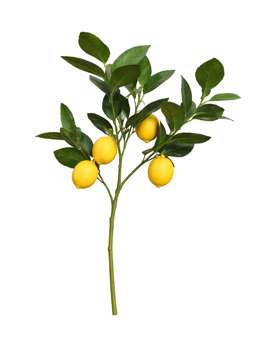 Lemon Branch Stem