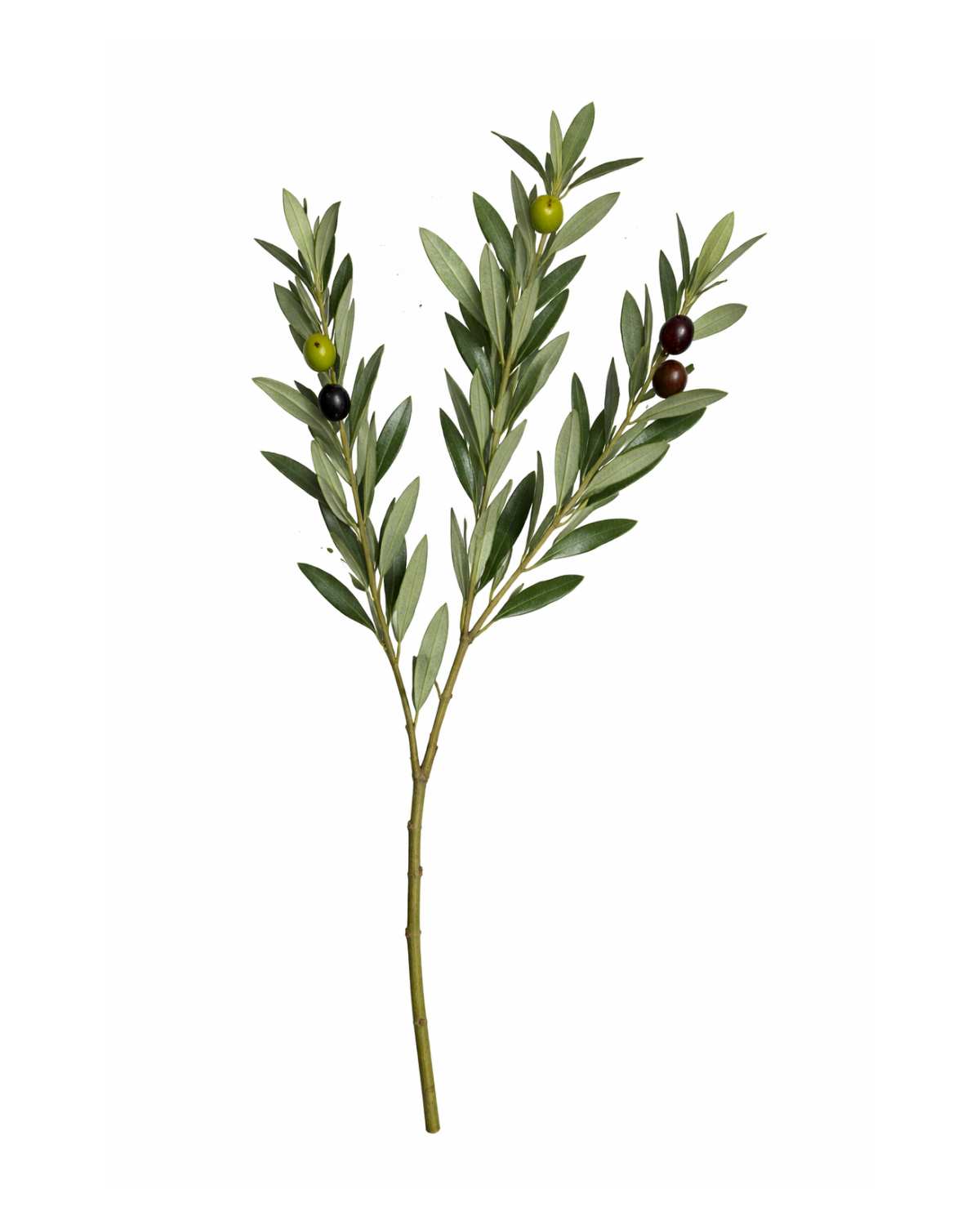 Olive Branches