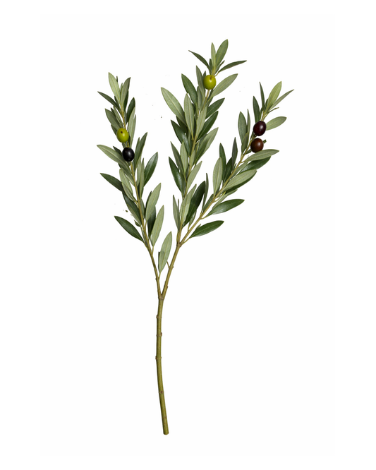 Olive Branches