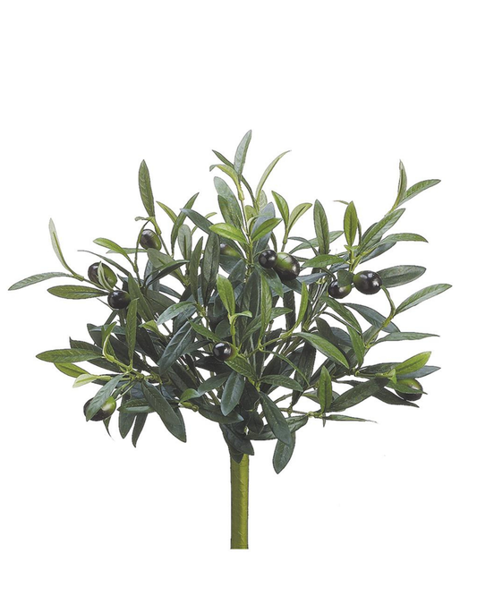 14" Olive Bush