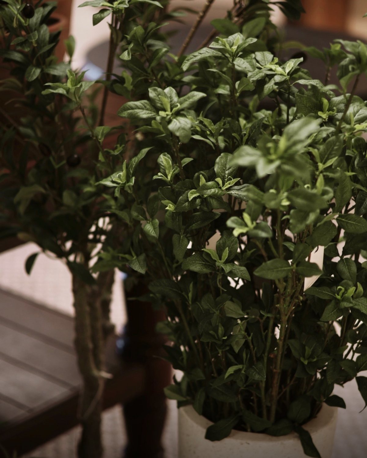 44" Black Olive Spray