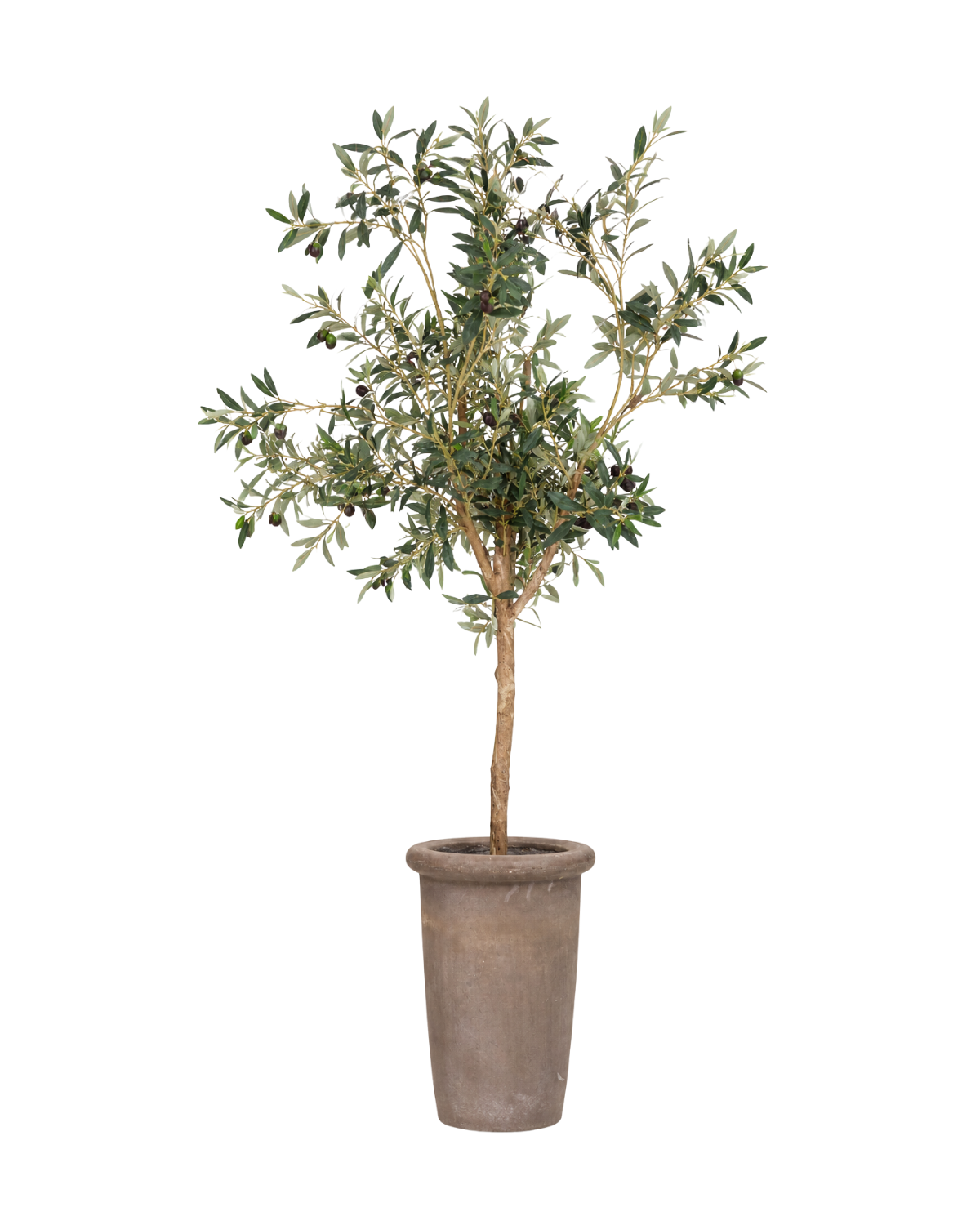 52" Olive Tree in Cement Planter