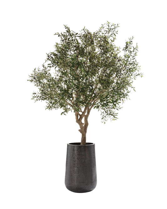 118" Olive Tree in Aluminum Planter