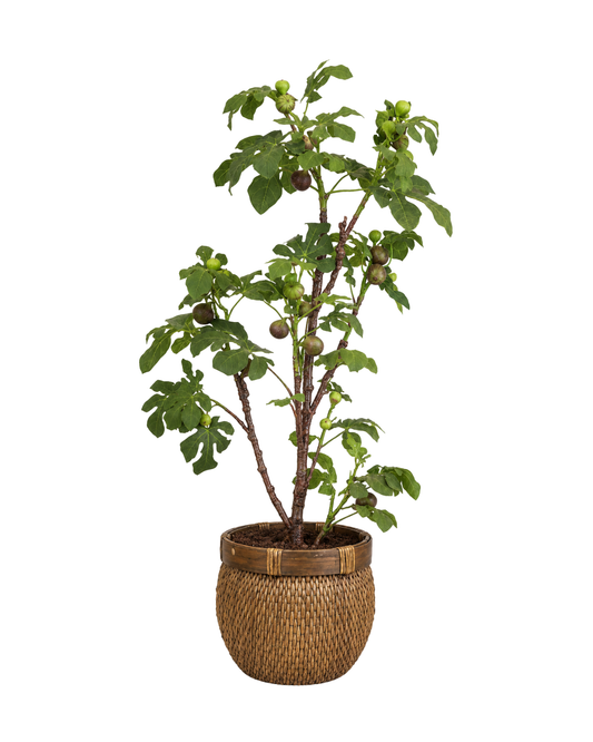 64" Fig Tree in Basket