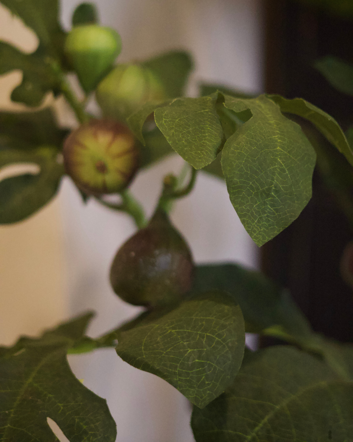 64" Fig Tree in Basket