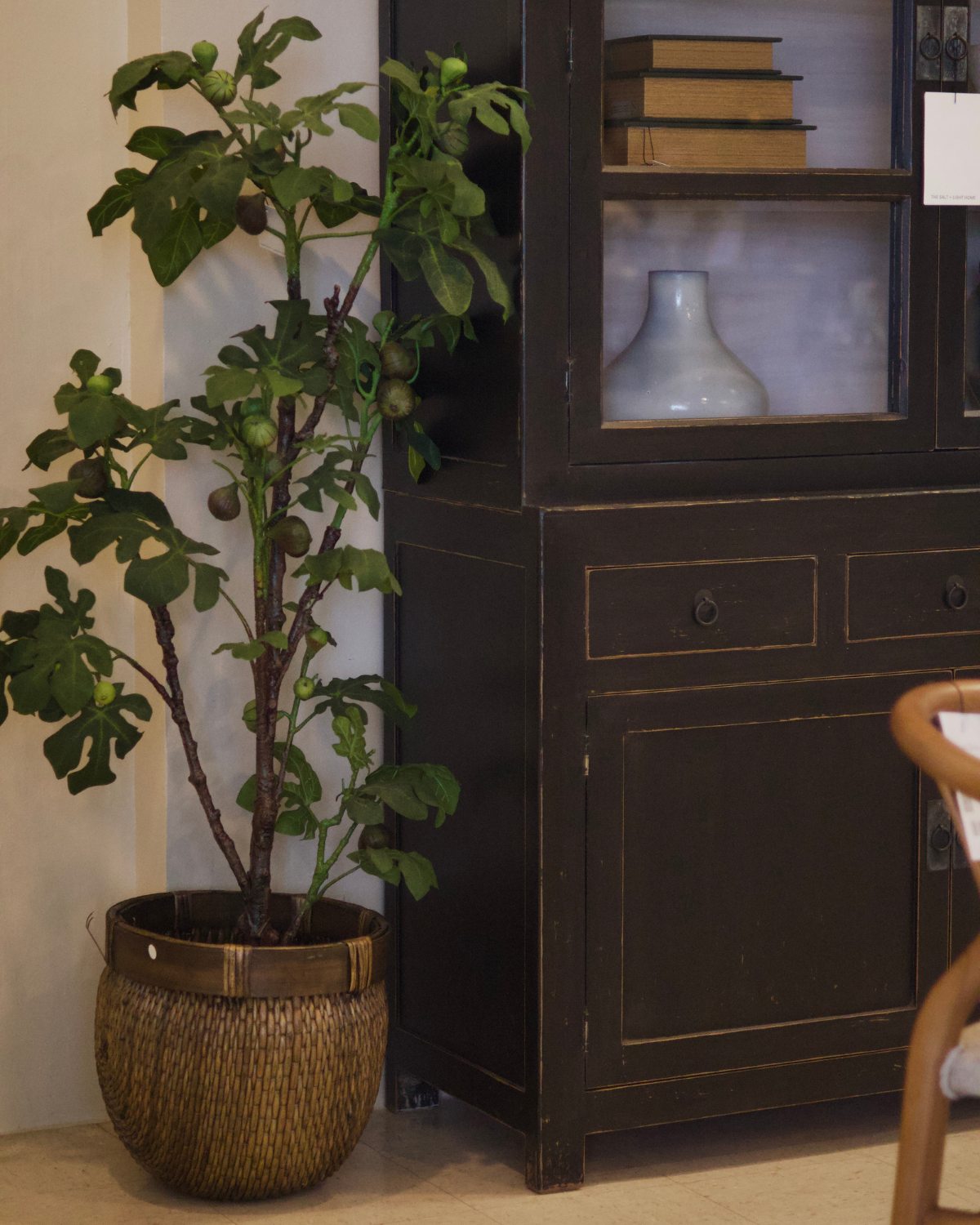 64" Fig Tree in Basket