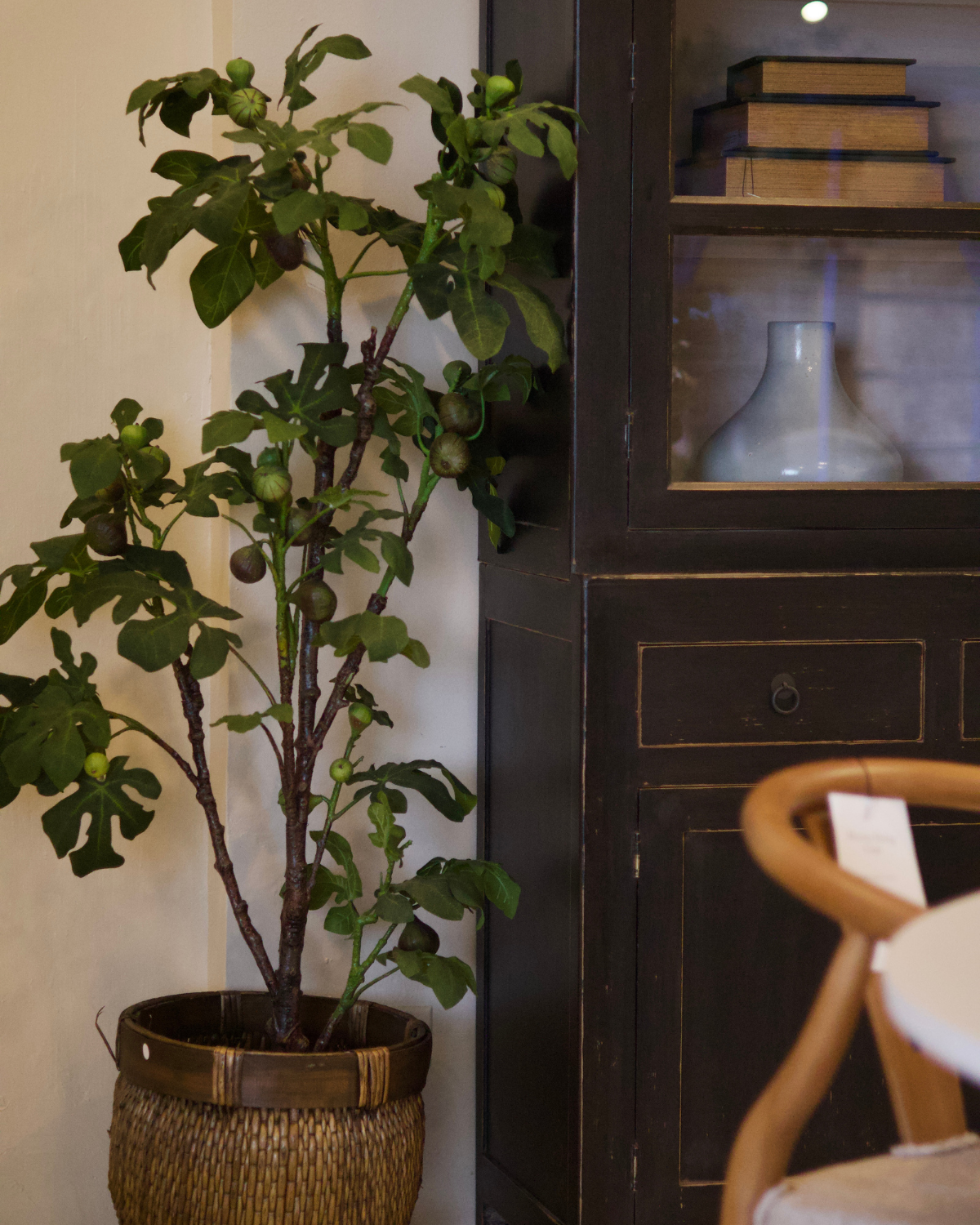 64" Fig Tree in Basket