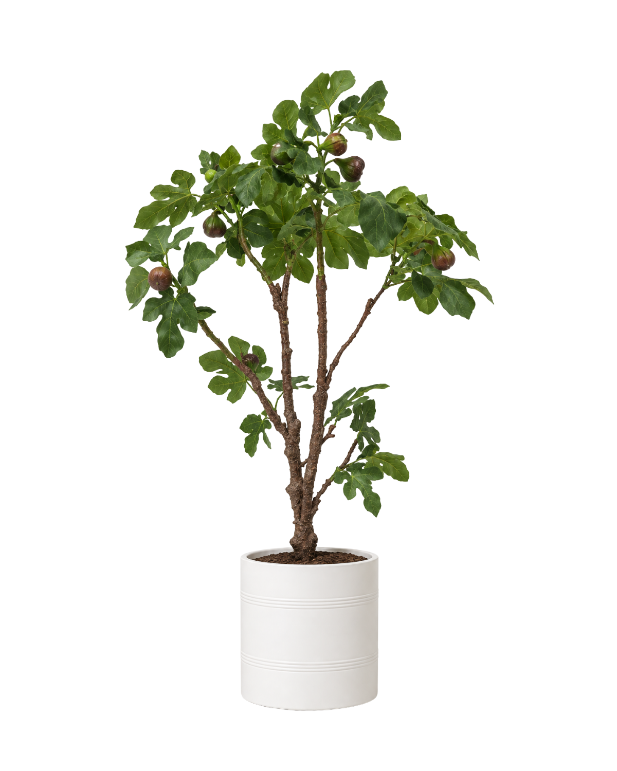 46" Fig Tree in Pot