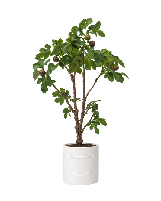 46" Fig Tree in Pot