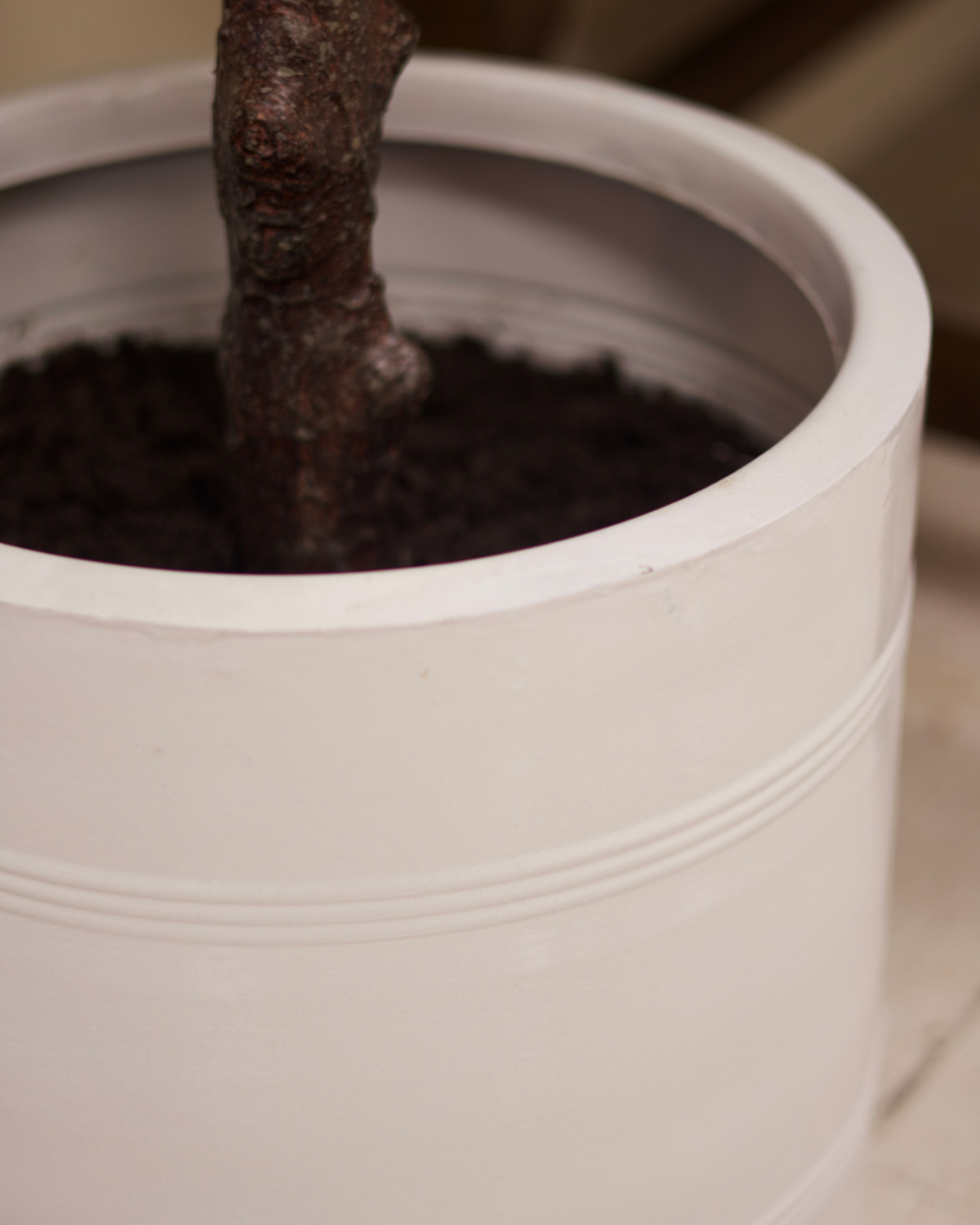 46" Fig Tree in Pot