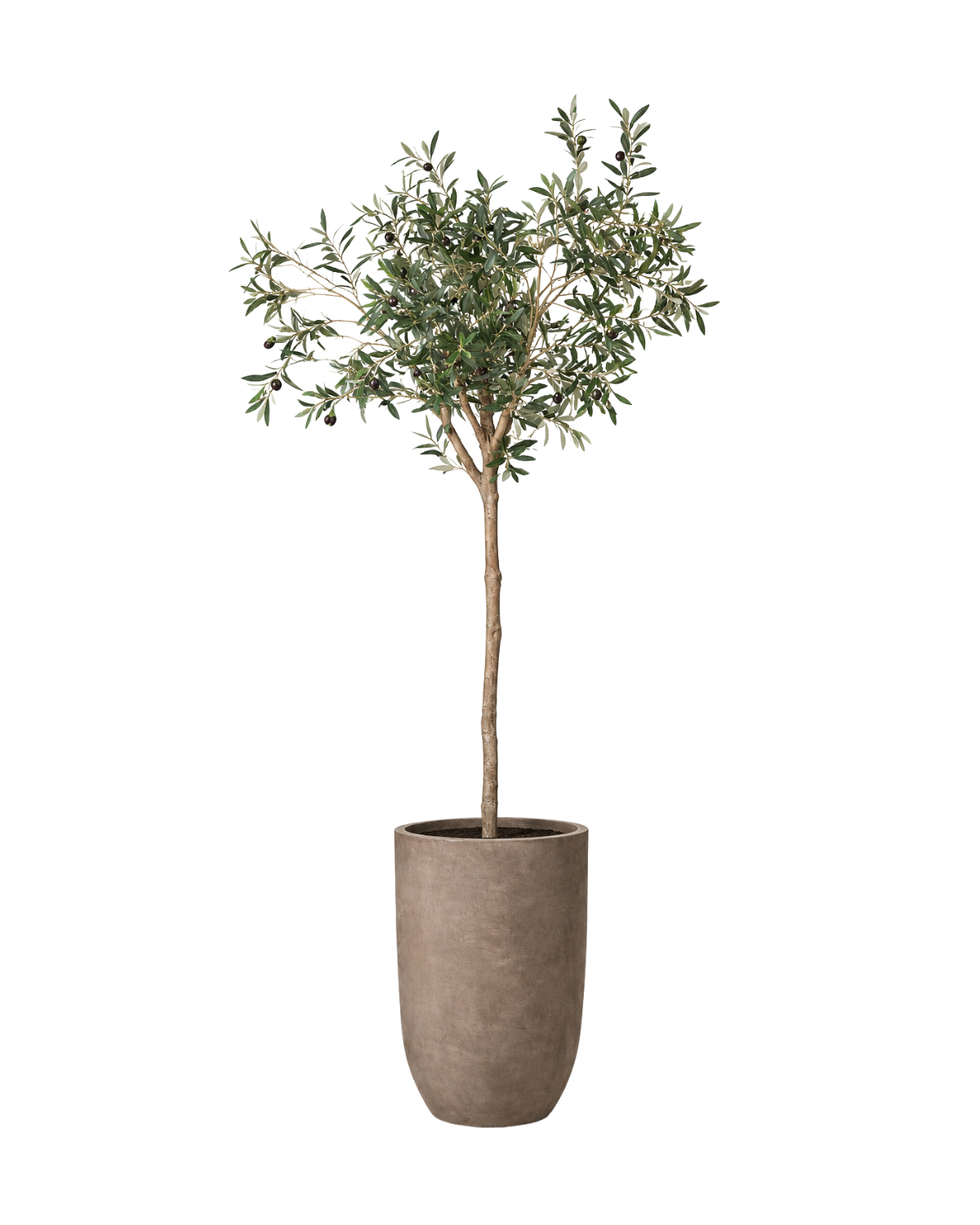 72" Olive Tree Cement Planter