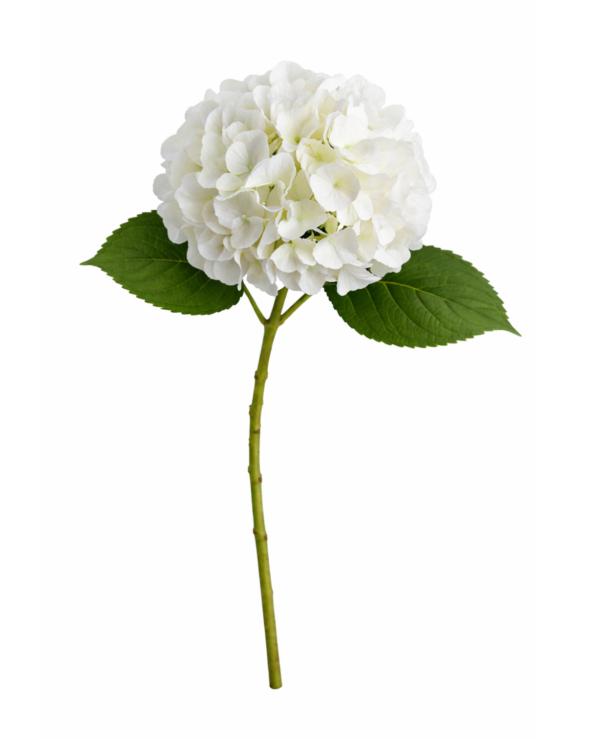 White Hydrangea Stem
