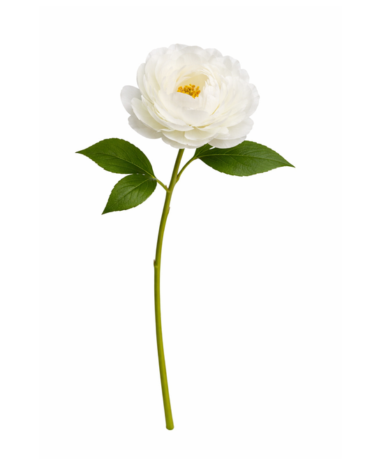 White Ranunculus Stem
