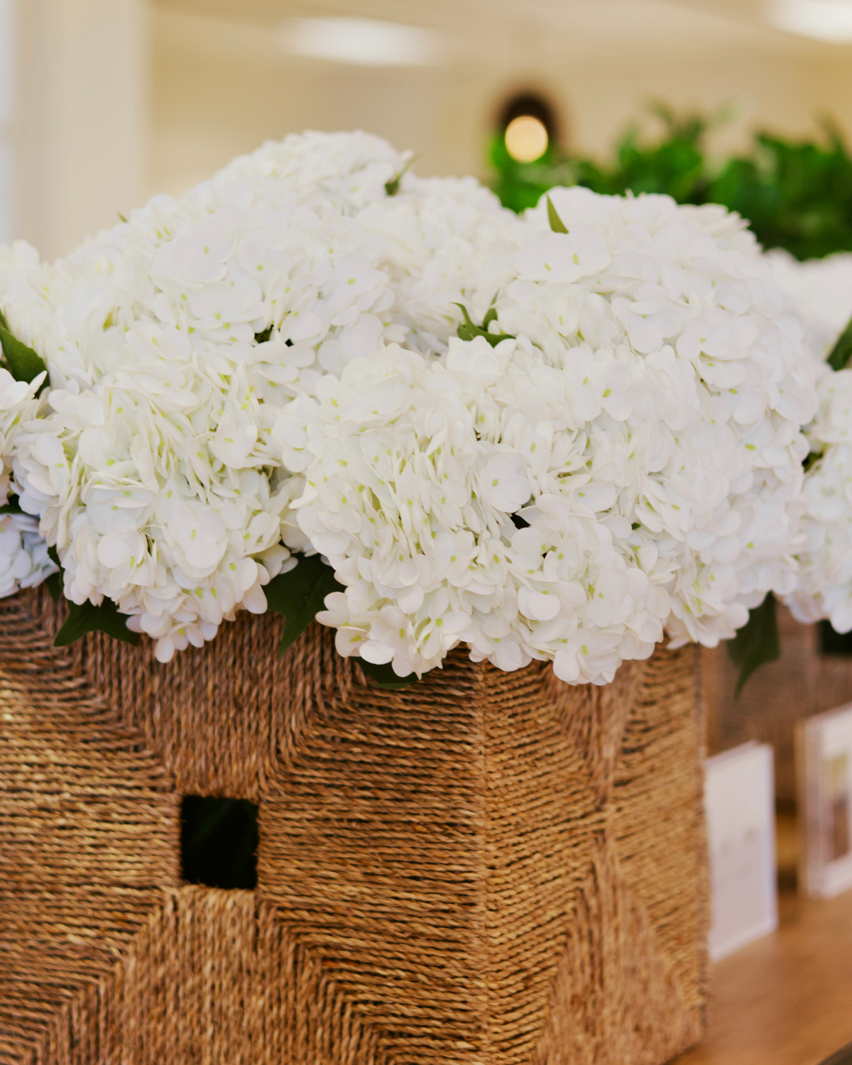White Hydrangea Stem