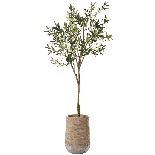 8' Olive Tree in Cement Planter