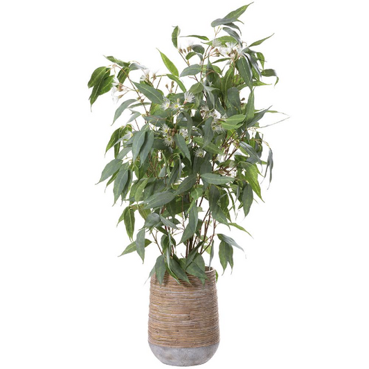 54" Blooming Eucalyptus in Cement Planter