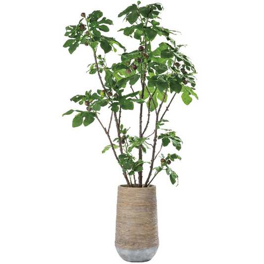 90" Fig Tree in Cement Planter